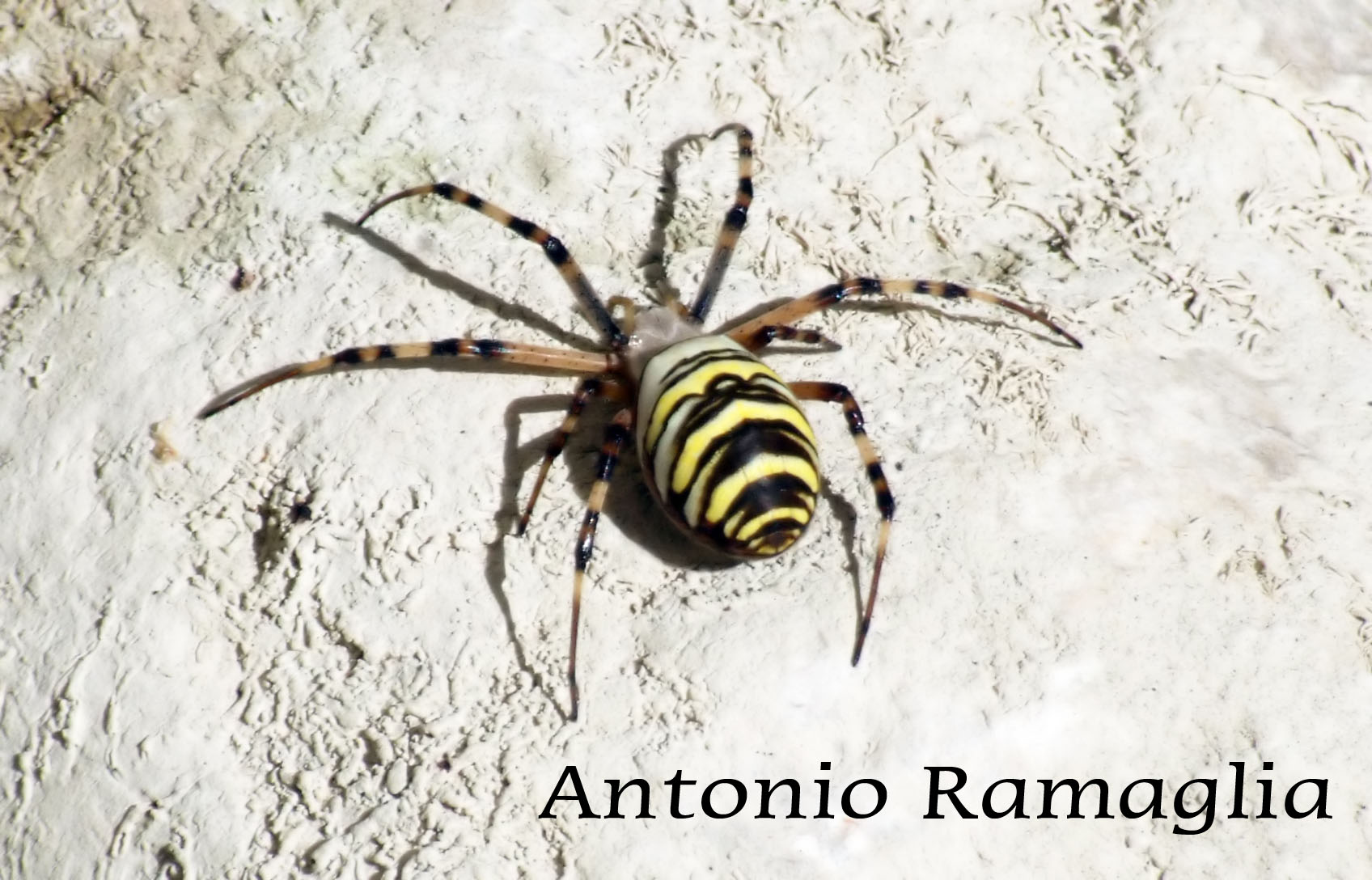 Argiope bruennichi